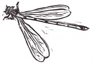 drawing of a dragonfly
