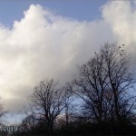 Crows in trees in Burgess Park