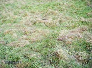 Grass tussocks in Burgess Park