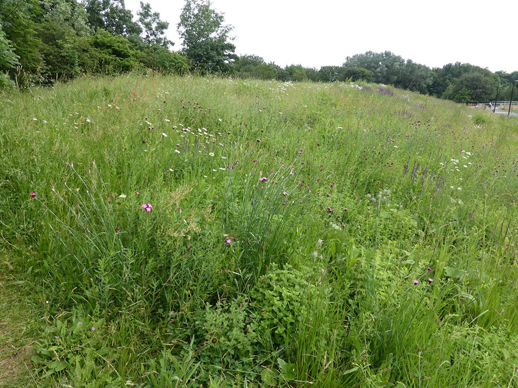 Photo of flower meadow