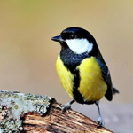 Photo of Great Tit