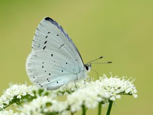 Holly Blue (folded wings)