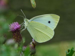 Small White (folded wings)