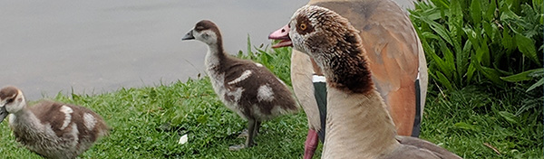 photo of Egyptian goose and gosling