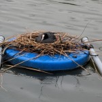 nesting on the lake