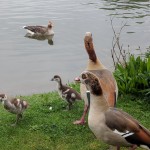 Egyptian geese by Burgess Lake