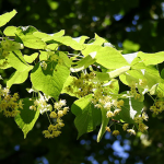 Photo of Lime blossom