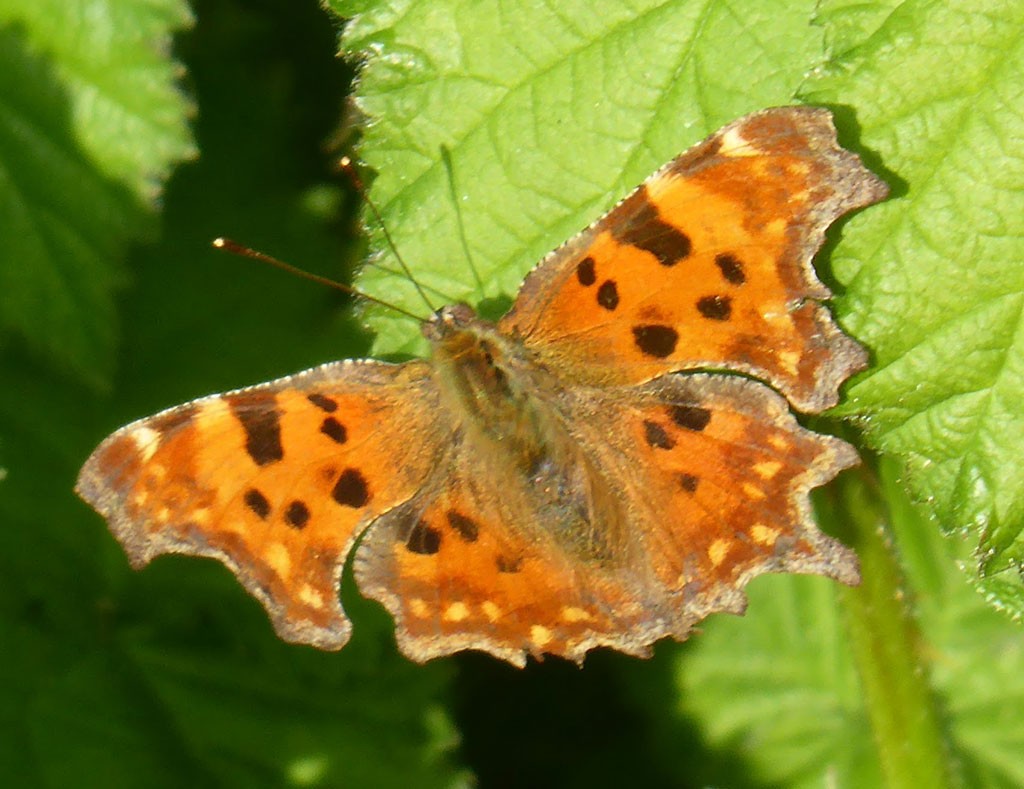 Photo of orange spotted butterfly