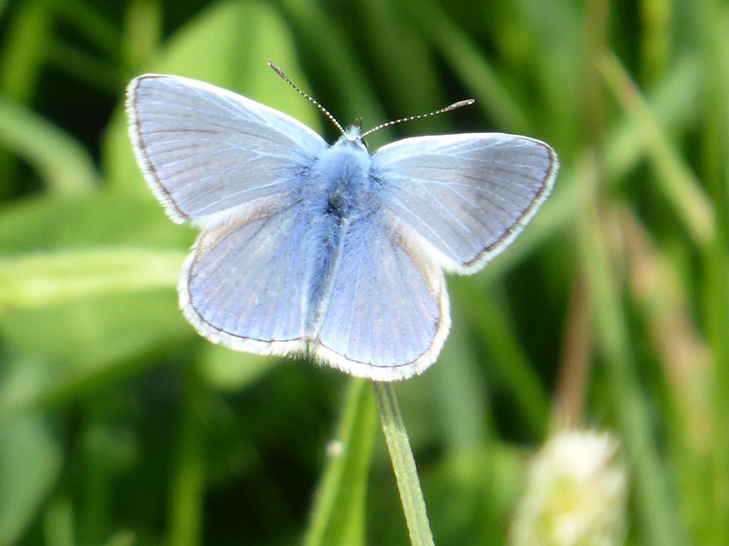 Photo of pale blue butterfly