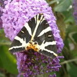 Photo of striped moth