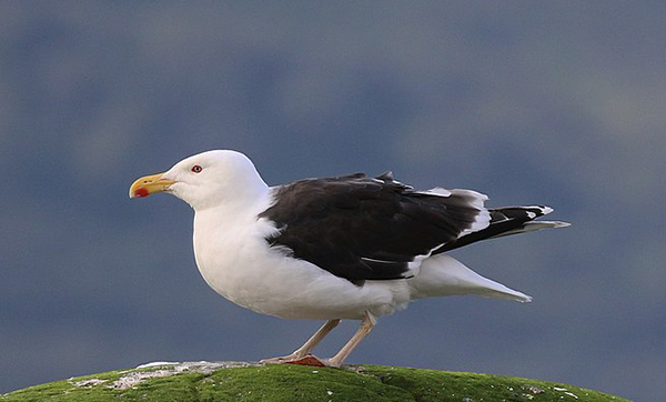 Black-backed gull standing
