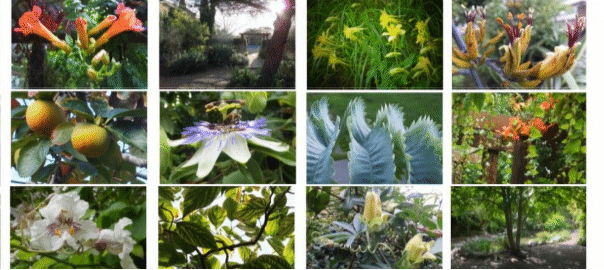 Photos of a variety of plants from Chumleigh Gardens
