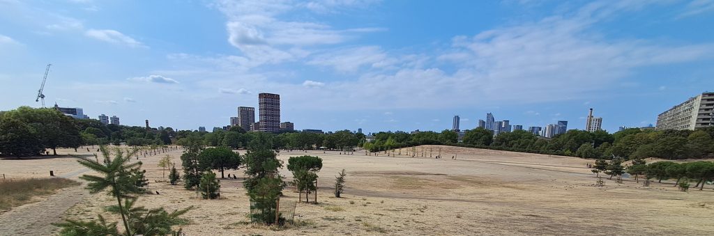 View of the site with yellow grass and bare areas Aug 15 after the fencing was taken down.